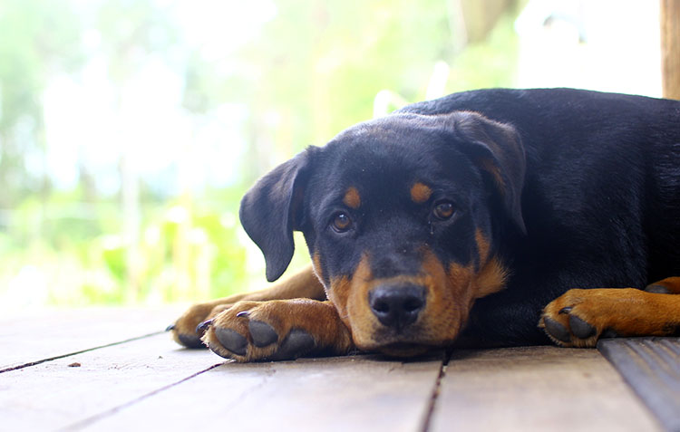 rottweiler-guarding-home