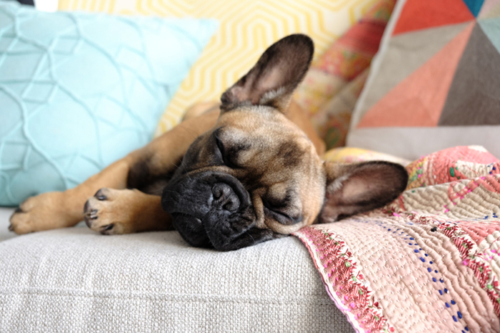 puppy-sleeping-on-homes-couch