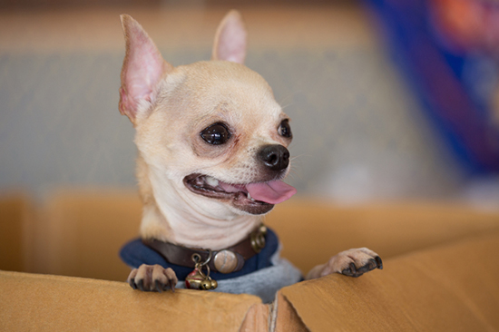 dog-rescued-from-orlando-fire